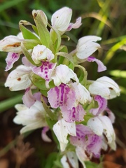 Brachycorythis conica transvaalensis