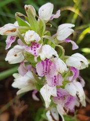 Brachycorythis conica transvaalensis