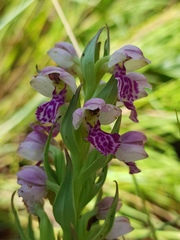 Brachycorythis conica transvaalensis