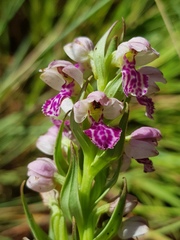 Brachycorythis conica transvaalensis