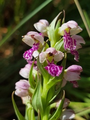 Brachycorythis conica transvaalensis