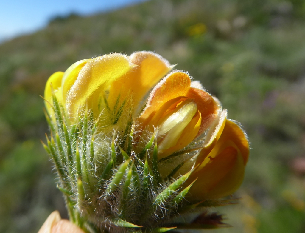 Fluffy Capegorse