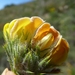Fluffy Capegorse - Photo (c) Andrew Massyn, some rights reserved (CC BY-NC), uploaded by Andrew Massyn