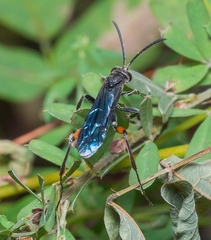 Ceropales bipunctata