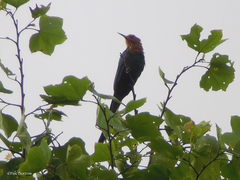 Rhinopomastus castaneiceps