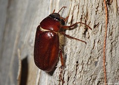 Phyllophaga rugosa