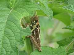 Kraussaria angulifera