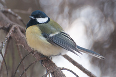 Parus major