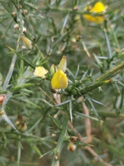 Ulex europaeus