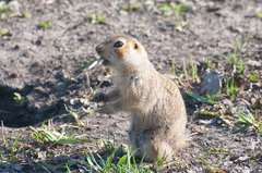 Spermophilus major