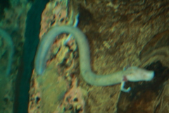 Proteus anguinus anguinus