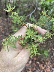 Pultenaea euchila