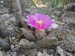 Ariocarpus bravoanus bravoanus