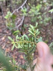 Pultenaea euchila