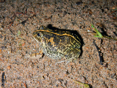 Sphaerotheca rolandae