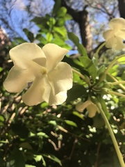 Brunfelsia americana