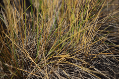 Nassella chilensis
