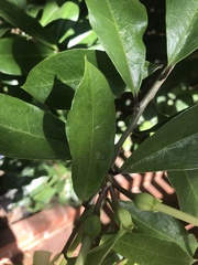 Brunfelsia americana