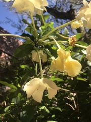 Brunfelsia americana