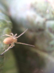 Cheiracanthium inclusum