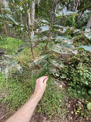 Glochidion sumatranum