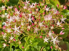 Crassula spathulata