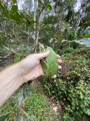 Glochidion sumatranum