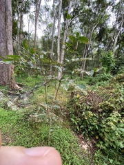 Glochidion sumatranum