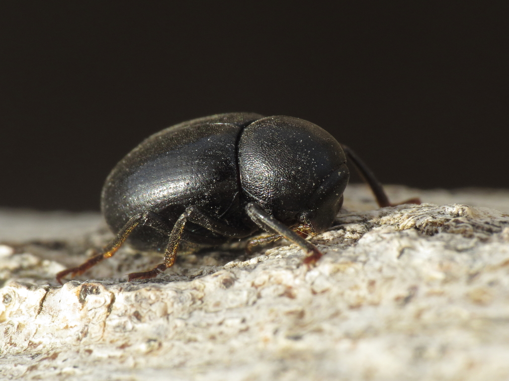 Misolampus ramburi
