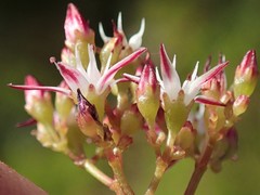 Crassula spathulata