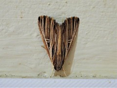 Ercheia multilinea