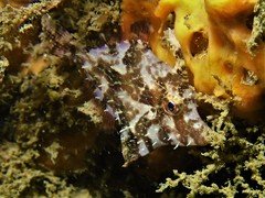 Scobinichthys granulatus