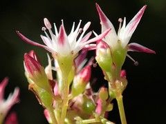 Crassula spathulata