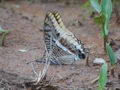 Charaxes epijasius