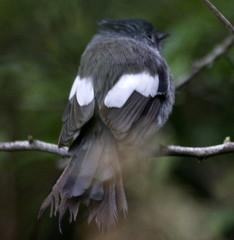 Trochocercus cyanomelas