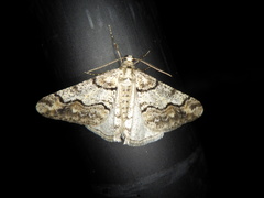 Agriopis dira