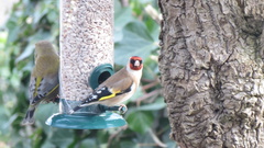 Carduelis carduelis