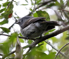 Trochocercus cyanomelas