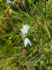Monsonia burkeana
