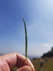 Monsonia burkeana