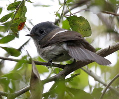 Trochocercus cyanomelas