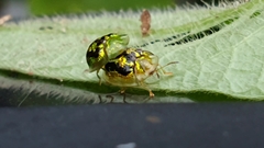 Cassida diomma