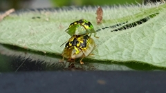 Cassida diomma