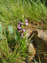 Brachycorythis conica transvaalensis