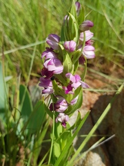 Brachycorythis conica transvaalensis