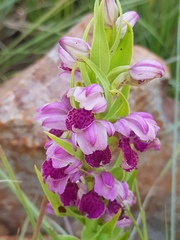 Brachycorythis conica transvaalensis