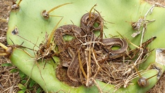 Oligodon taeniolatus