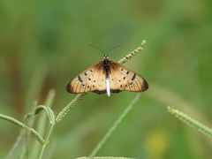 Acraea caecilia