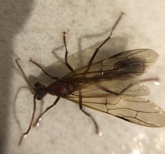Myrmecia analis