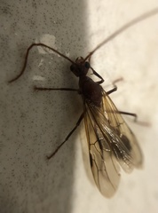 Myrmecia analis